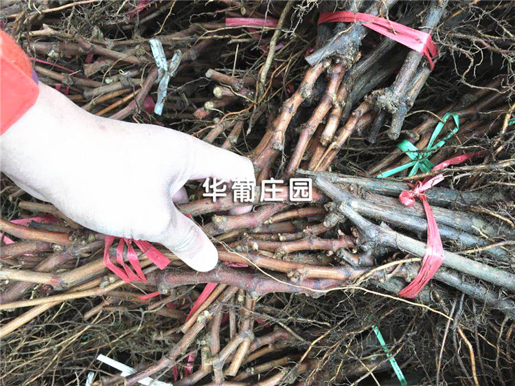 Q69ϵ��䓰塢�ͲĒ����A̎����